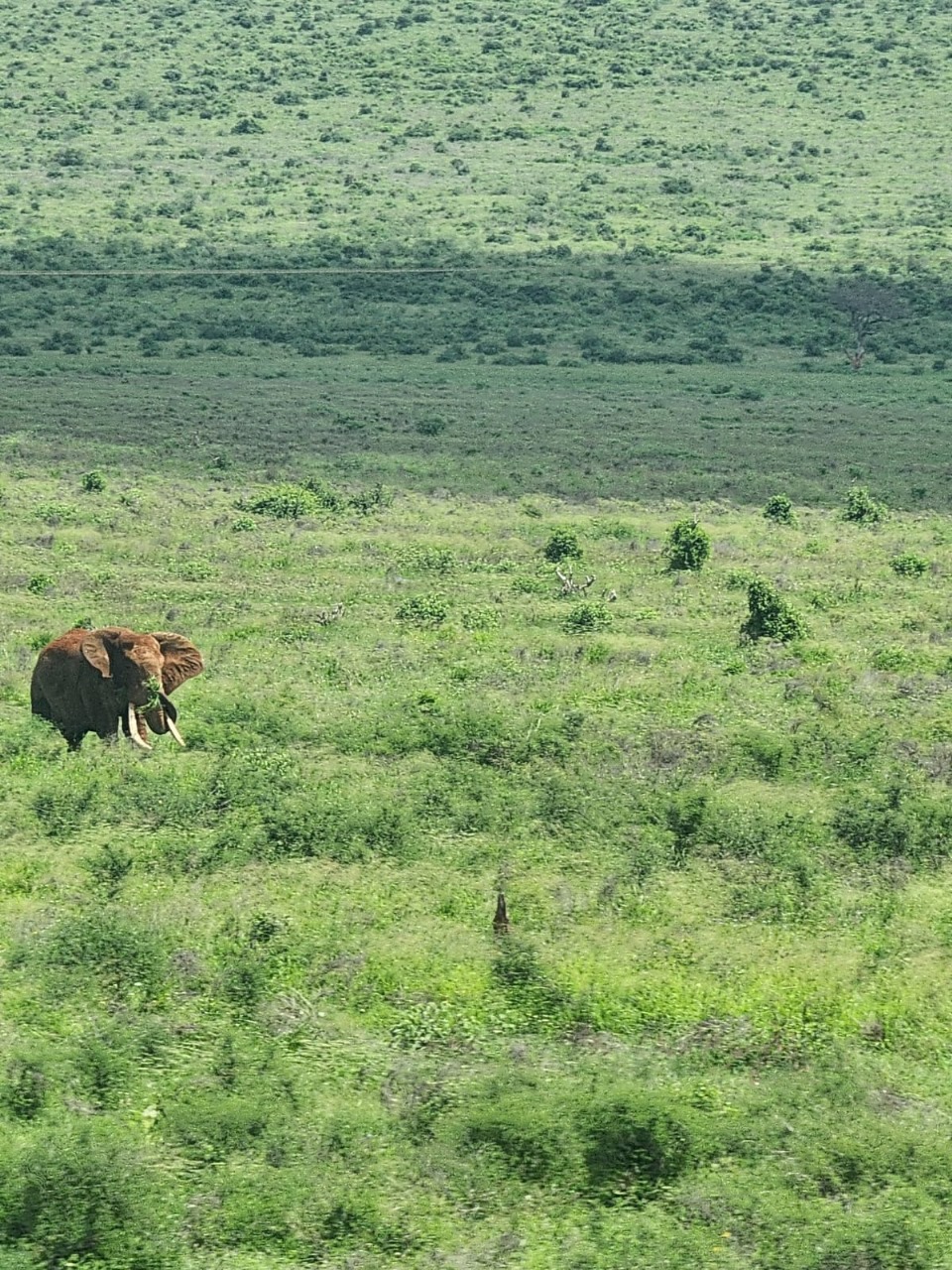 Wildlife Conservation