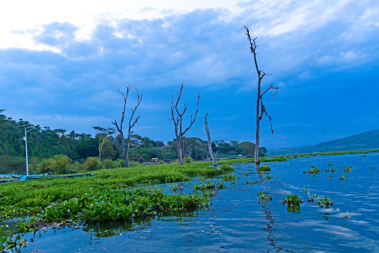 Lake Naivasha Scenery